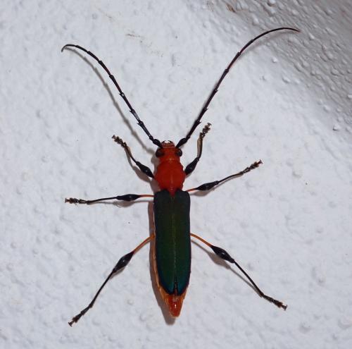 Réf. 304 055 : Nyphasia pascoei
